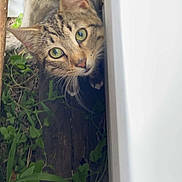 Butters is registered to the contest to win money with this photo: cat, close_up, curious, ears, feline, grassy, green_eyes, leaves, nose, outdoor, peeking, plants, portrait, siding, smartphone_ui, tabby_cat, vertical_photo, whiskers, white_wall, wood_planks