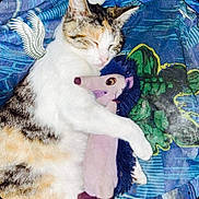 Cottonball is registered to the contest to win money with this photo: cat, calico, sleeping, plush_toy, hedgehog_toy, blanket, blue_blanket, patterned_blanket, cuddling, pet, animal, fur, cute, indoor, resting, cozy, soft_toy, decorative_graphic, wing_graphic, closeup