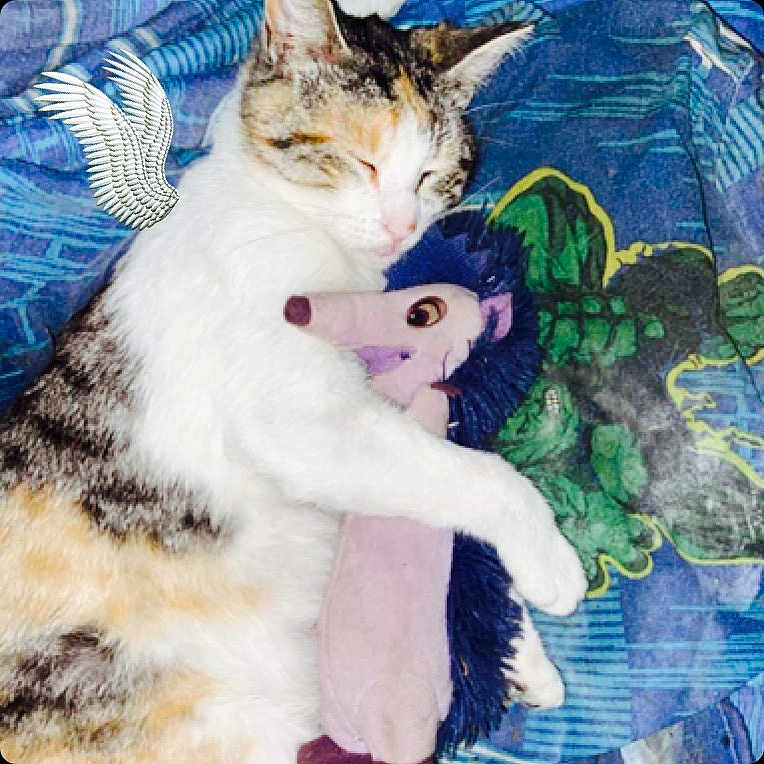 Cottonball is registered to the contest to win money with this photo: cat, calico, sleeping, plush_toy, hedgehog_toy, blanket, blue_blanket, patterned_blanket, cuddling, pet, animal, fur, cute, indoor, resting, cozy, soft_toy, decorative_graphic, wing_graphic, closeup