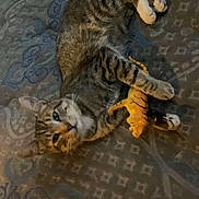 Butters joined the competition — help win amazing prizes! bed, blanket, cat, close_up, cozy, feline, indoor, lying_down, mobile_ui, pattern, paws, pet, playful, plush, sleepy, stripes, tabby, tiger_toy, toy, whiskers