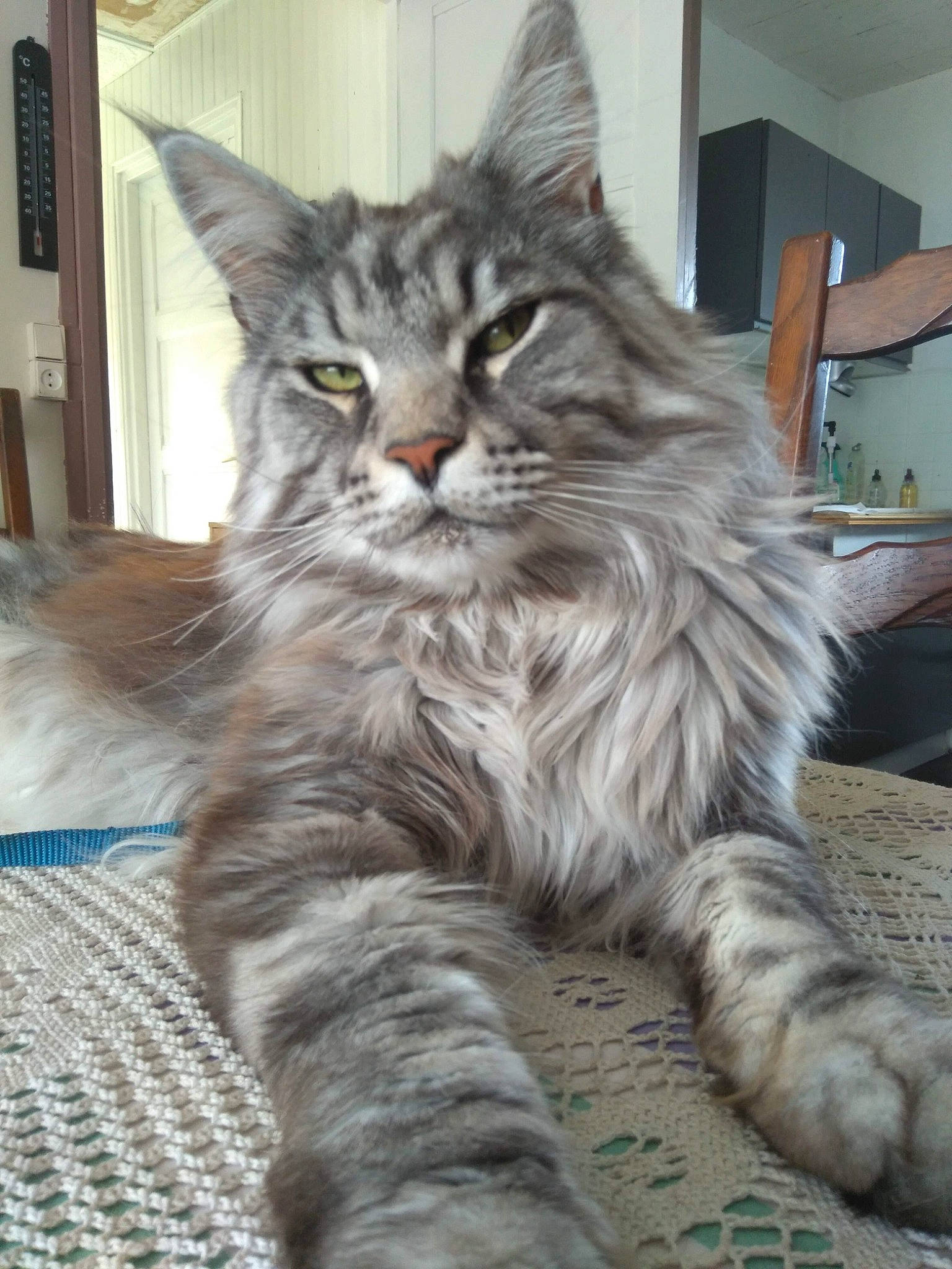 Mako participe au concours pour gagner de l'argent avec cette photo : carnivore, cat, claw, comfort, domestic_short_haired_cat, drawer, felidae, fur, maine_coon, norwegian_forest_cat, paw, plant, sitting, small_to_medium_sized_cats, snout, tail, terrestrial_animal, tree, whiskers