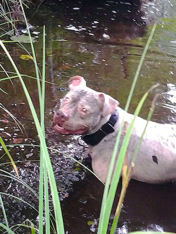 Capone joined the competition — help win amazing prizes! canidae, carnivore, companion_dog, corgi_chihuahua, dog, dog_breed, eye, fawn, grass, plant, snout, sporting_group, tail, terrestrial_animal, terrestrial_plant, water, wetland, whiskers, wildlife, working_animal