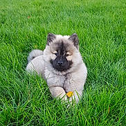 Thanya participe au concours pour gagner de l'argent avec cette photo : puppy, dog, grass, outdoor, cute, fluffy, animal, nature, field, pet, young, fur, canine, laying, green, leaf, adorable, small, peaceful, playful