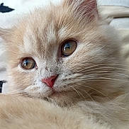 Cecile Koopmans a rejoint le concours — aidez-le/la à gagner de superbes lots ! kitten, cat, close_up, fluffy, soft_fur, cute, pet, animal, whiskers, eyes, pink_nose, indoor, portrait, feline, young, mammal, fur, domestic_animal, resting, curious