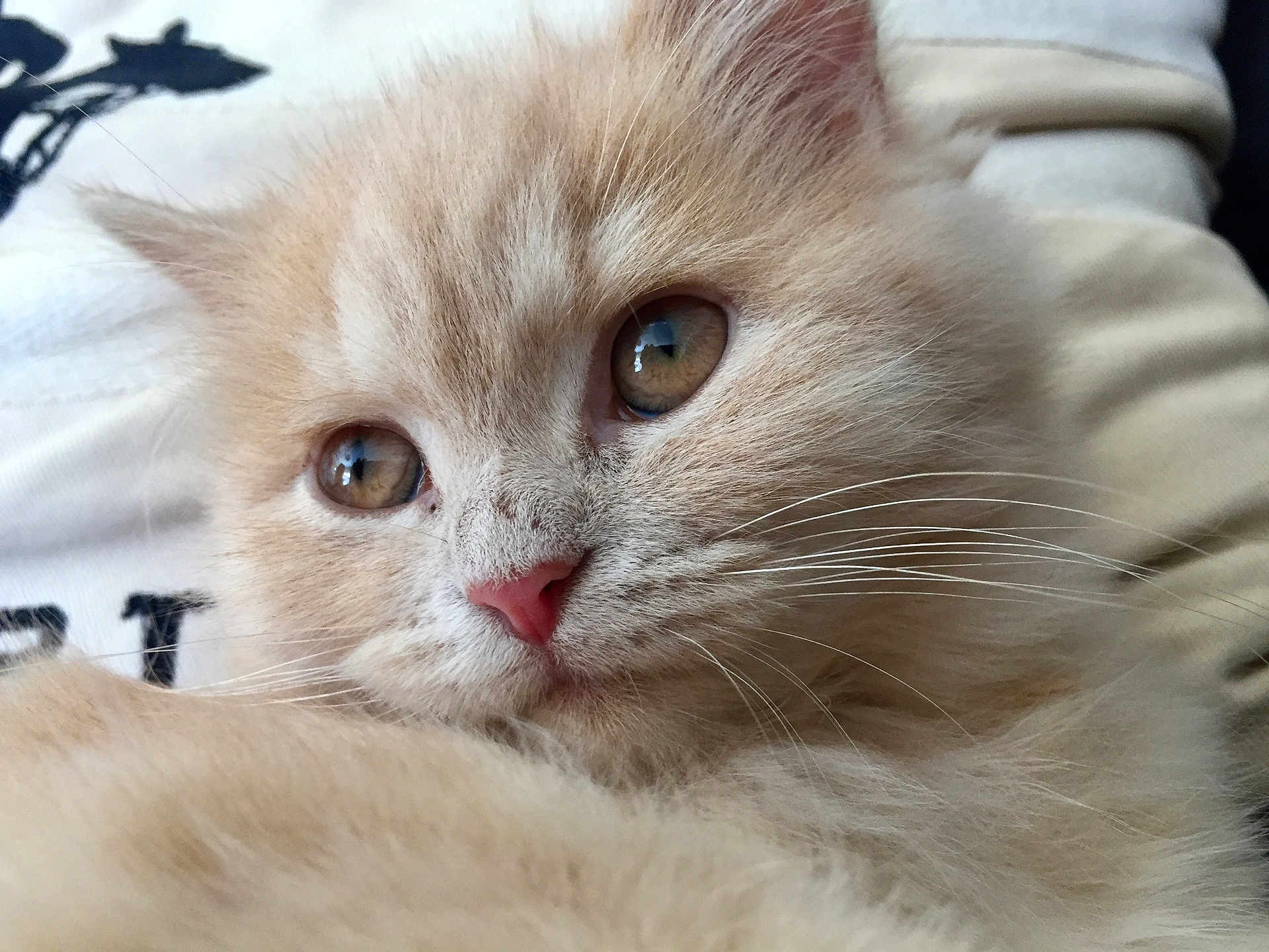 Cecile Koopmans a rejoint le concours — aidez-le/la à gagner de superbes lots ! kitten, cat, close_up, fluffy, soft_fur, cute, pet, animal, whiskers, eyes, pink_nose, indoor, portrait, feline, young, mammal, fur, domestic_animal, resting, curious
