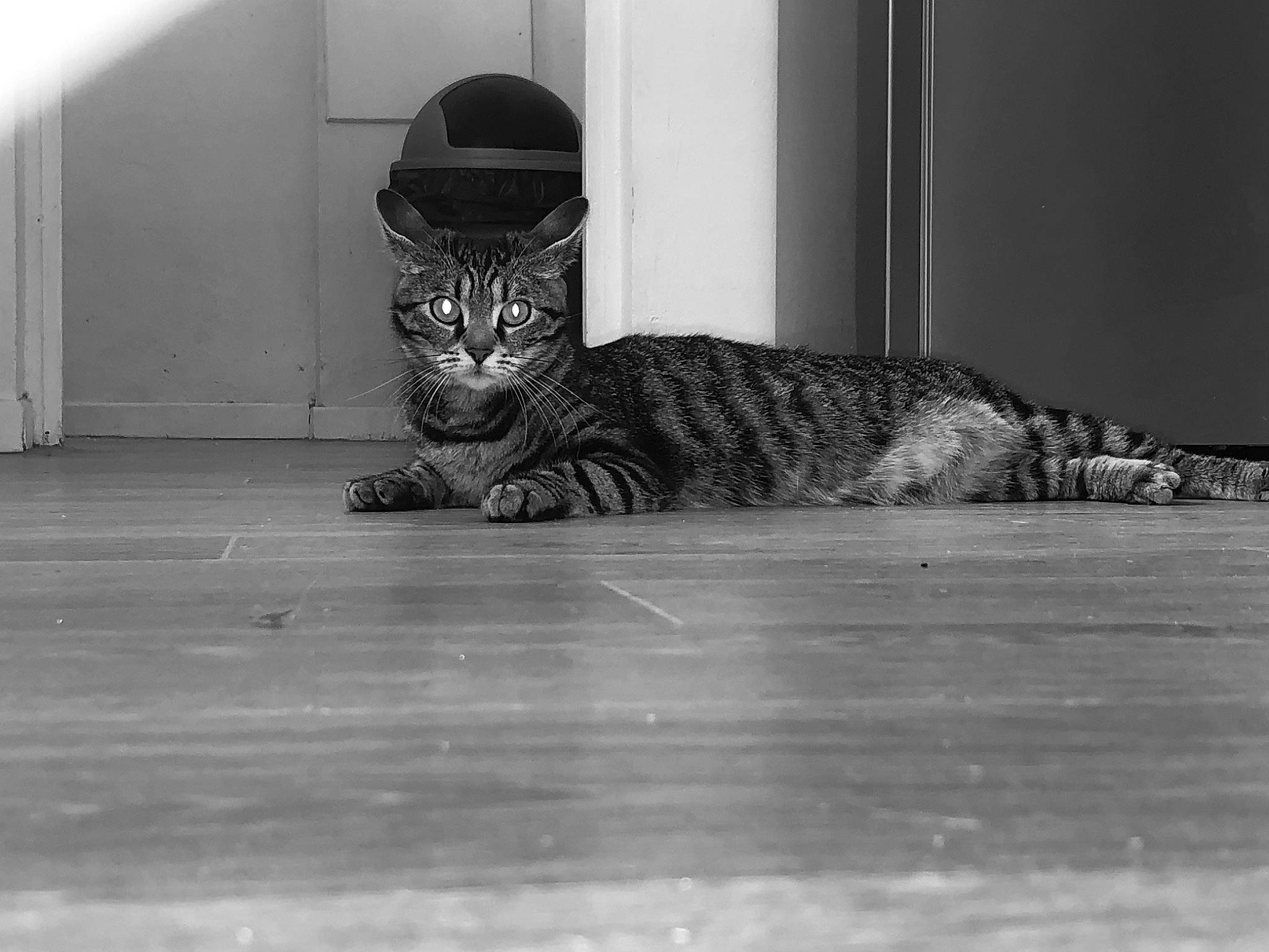 Perle a rejoint le concours — aidez-le/la à gagner de superbes lots ! black_and_white, carnivore, cat, comfort, eye, felidae, floor, flooring, grey, human_body, leg, monochrome, monochrome_photography, small_to_medium_sized_cats, snout, style, tail, terrestrial_animal, whiskers, wood