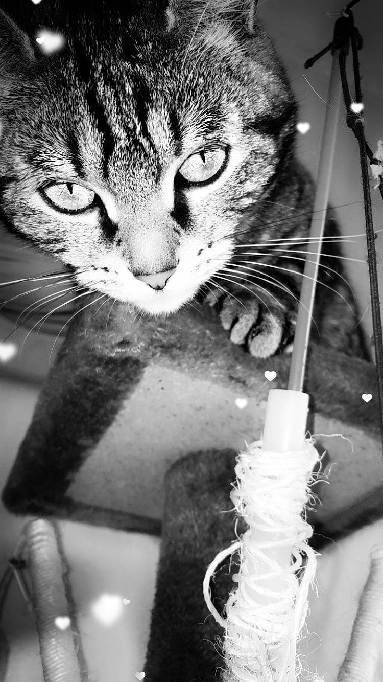 Perle participe au concours pour gagner de l'argent avec cette photo : black, black_and_white, carnivore, cat, claw, domestic_short_haired_cat, felidae, fur, gesture, monochrome, monochrome_photography, paw, photograph, small_to_medium_sized_cats, snapshot, snout, style, tail, whiskers, white
