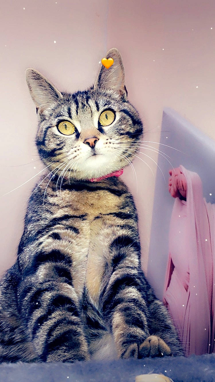 Perle a rejoint le concours — aidez-le/la à gagner de superbes lots ! art, carnivore, cat, domestic_short_haired_cat, eye, felidae, foot, fur, illustration, mammal, pattern, paw, sitting, small_to_medium_sized_cats, snout, tail, vertebrate, whiskers