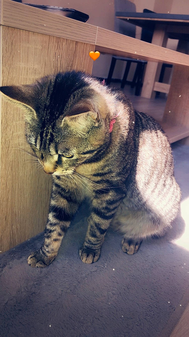 Perle a rejoint le concours — aidez-le/la à gagner de superbes lots ! carnivore, cat, claw, domestic_short_haired_cat, felidae, flooring, foot, fur, glasses, human_leg, nap, paw, sitting, sleep, small_to_medium_sized_cats, tail, terrestrial_animal, whiskers