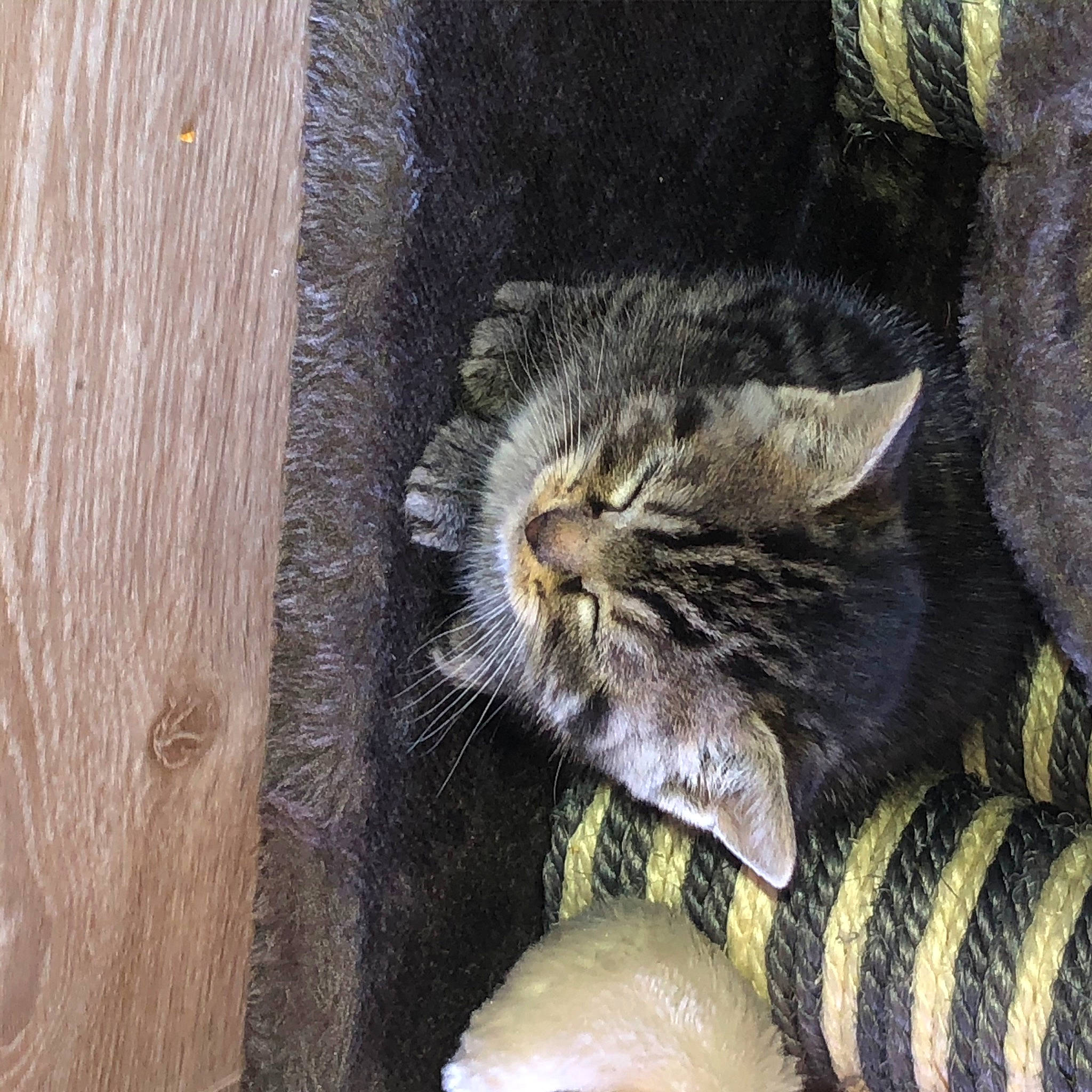 Perle participe au concours pour gagner de l'argent avec cette photo : asian, carnivore, cat, domestic_short_haired_cat, european_shorthair, felidae, small_to_medium_sized_cats, snout, tabby_cat, whiskers, wild_cat