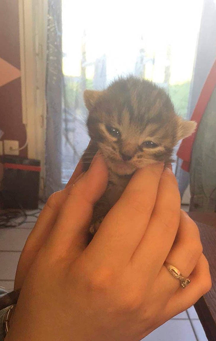 Perle participe au concours pour gagner de l'argent avec cette photo : asian, carnivore, cat, domestic_short_haired_cat, fawn, felidae, finger, gesture, hand, kitten, small_to_medium_sized_cats, whiskers