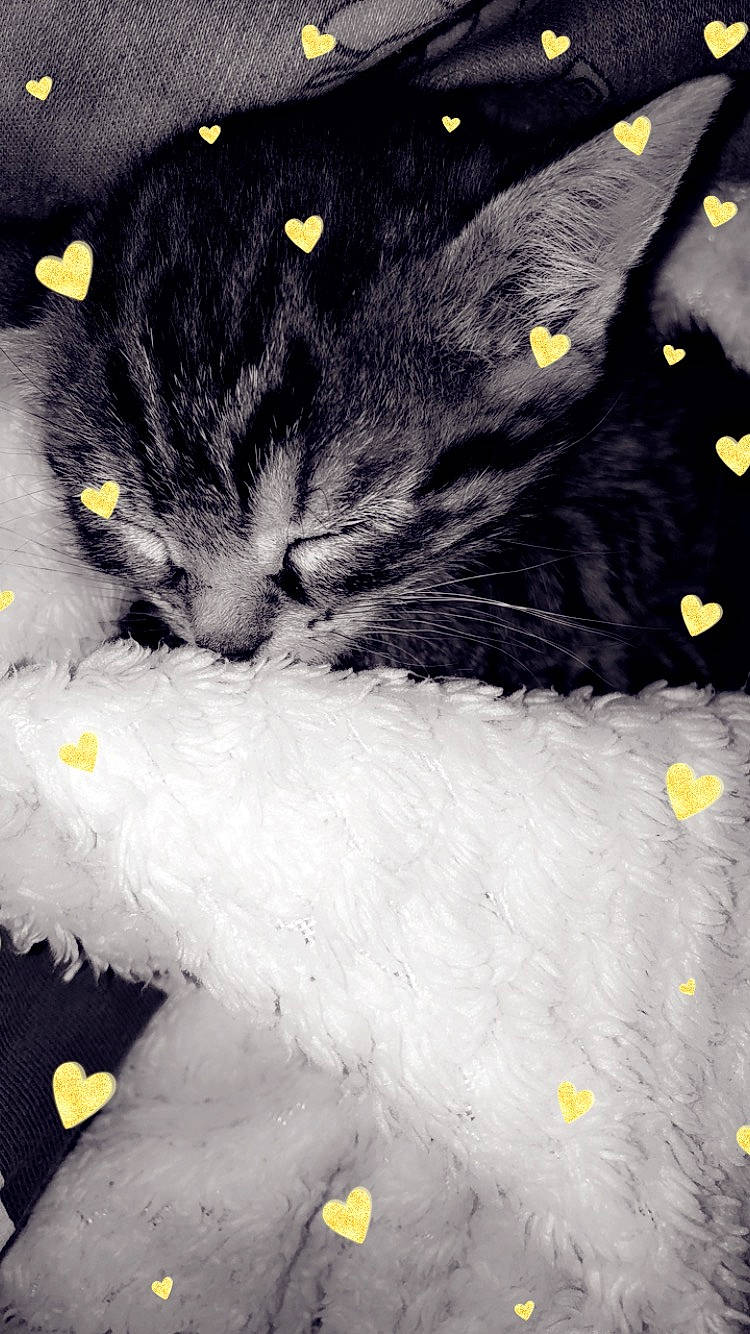 Perle a rejoint le concours — aidez-le/la à gagner de superbes lots ! black, black_and_white, black_cat, black_hair, carnivore, cat, claw, domestic_short_haired_cat, eye, felidae, fur, plant, small_to_medium_sized_cats, snout, whiskers, yellow