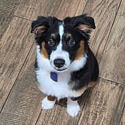 Peter is registered to the contest to win money with this photo: puppy, dog, pet, canine, tricolor, black_and_white, brown_markings, floppy_ears, white_blaze, brown_eyes, sitting, portrait, indoors, wood_floor, flooring, collar, tag, fluffy, cute, closeup
