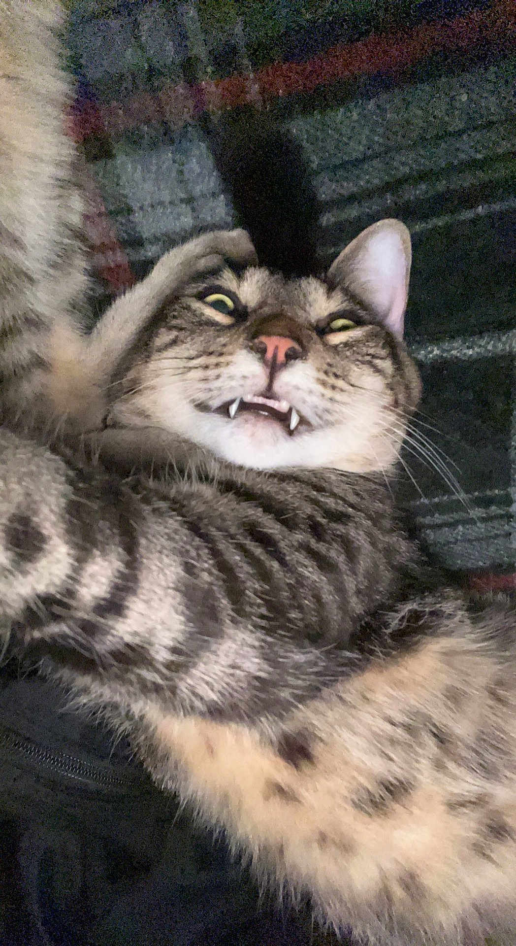 Spazz joined the competition — help win amazing prizes! cat, tabby, fangs, wide_eyes, close_up, fur, whiskers, pet, animal, indoor, stretching, lying_down, cute, funny_expression, face, ears, pink_nose, striped, mammal, playful