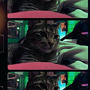 Spazz is registered to the contest to win money with this photo: cat, tabby, pet, animal, feline, blanket, indoor, portrait, closeup, resting, fur, whiskers, nostalgic, filmstrip, grainy, vintage, soft, cozy, three_frames, stacked