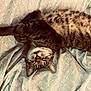 Spazz is registered to the contest to win money with this photo: cat, tabby, sleeping, upside_down, relaxed, pet, feline, whiskers, fur, bed, blanket, indoor, cozy, cute, animal, resting, soft, comfort, striped, nap