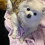 Feona is registered to the contest to win money with this photo: adorable, animal, blanket, companion, cozy, curious, cute, dog, domestic_animal, fluffy, fur, indoor, leopard_print, lying_down, pet, pink_blanket, resting, small_dog, sweater, white_dog