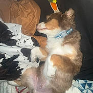 Hank is registered to the contest to win money with this photo: animal, blanket, brown, collar, comfort, cozy, cute, dog, fabric, fluffy, indoor, lying_down, pet, puppy, relaxed, resting, sleeping, soft, toy, white