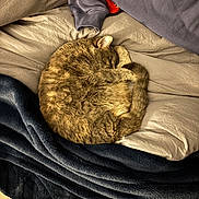 Chick is registered to the contest to win money with this photo: cat, tabby_cat, sleeping, curled_up, blanket, bed, bedding, fur, pet, domestic_animal, cozy, indoor, nap, cushion, hoodie, textile, plush, warm, resting, sleep