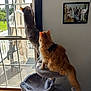 Chick is registered to the contest to win money with this photo: cat, cats, orange_cat, gray_cat, cat_tree, window, bird_feeder, backyard, family_photo, framed_photo, indoor, sunlight, whiskers, paws, fur, perch, sliding_window, curtain, glass, deck