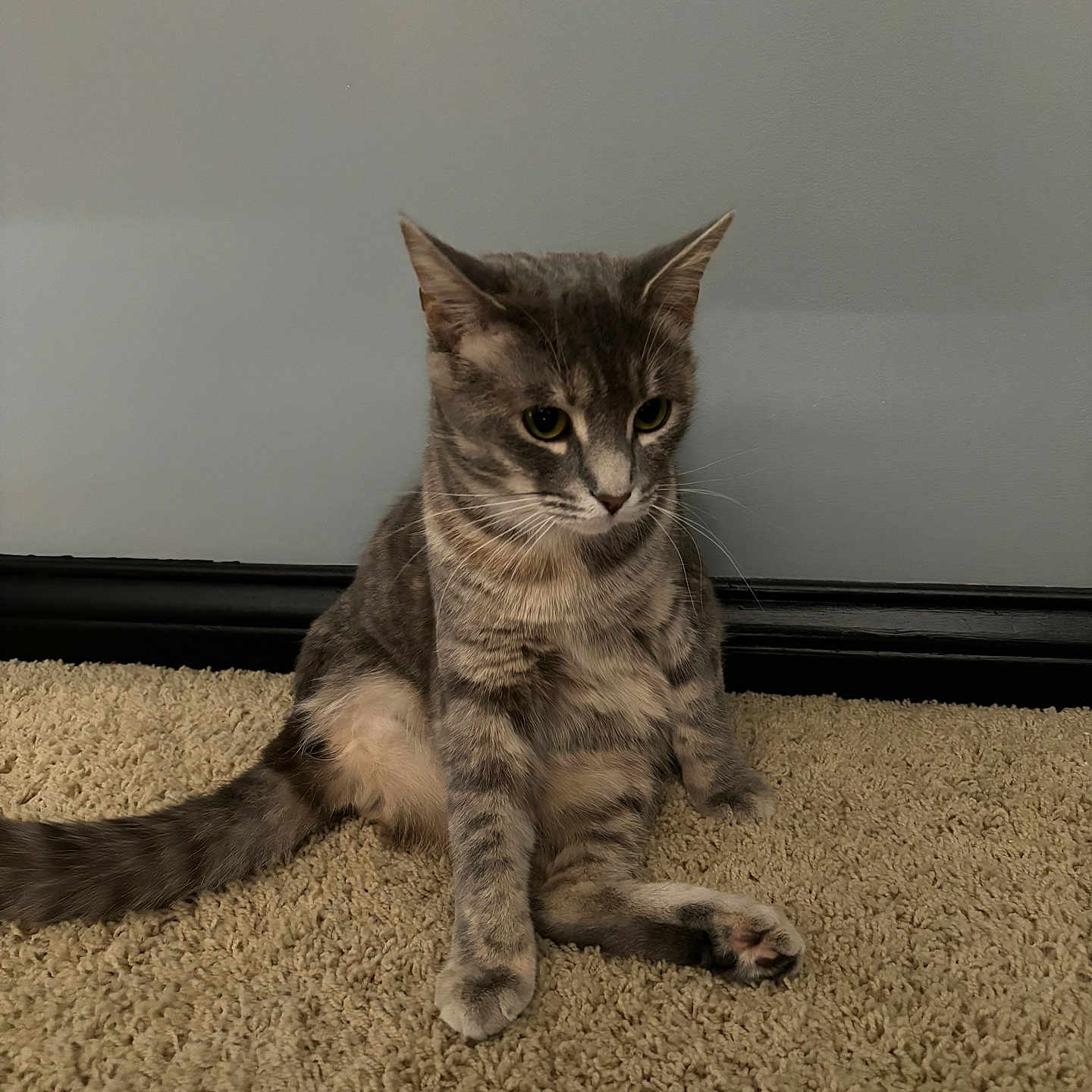 Chick is registered to the contest to win money with this photo: baseboard, carpet, cat, cute, domestic_animal, eyes, floor, fur, gray, indoor, paws, pet, portrait, relaxed, sitting, striped, tabby_cat, tail, wall, whiskers