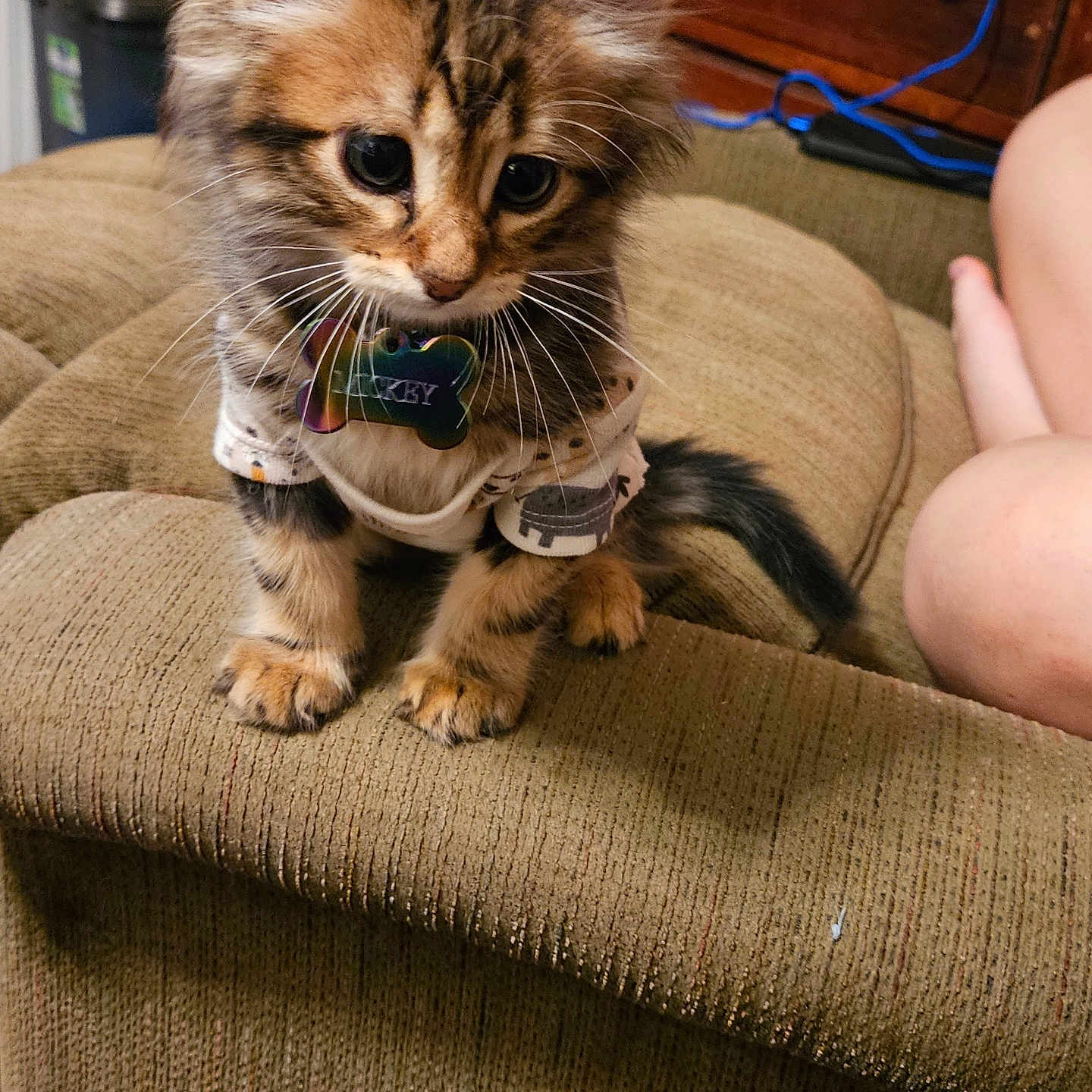 Mickey Bell Holland is registered to the contest to win money with this photo: animal, brown, cat, collar, couch, cozy, curious, cute, domestic, feline, furry, indoor, kitten, pet, small, soft, striped, tag, whiskers, young