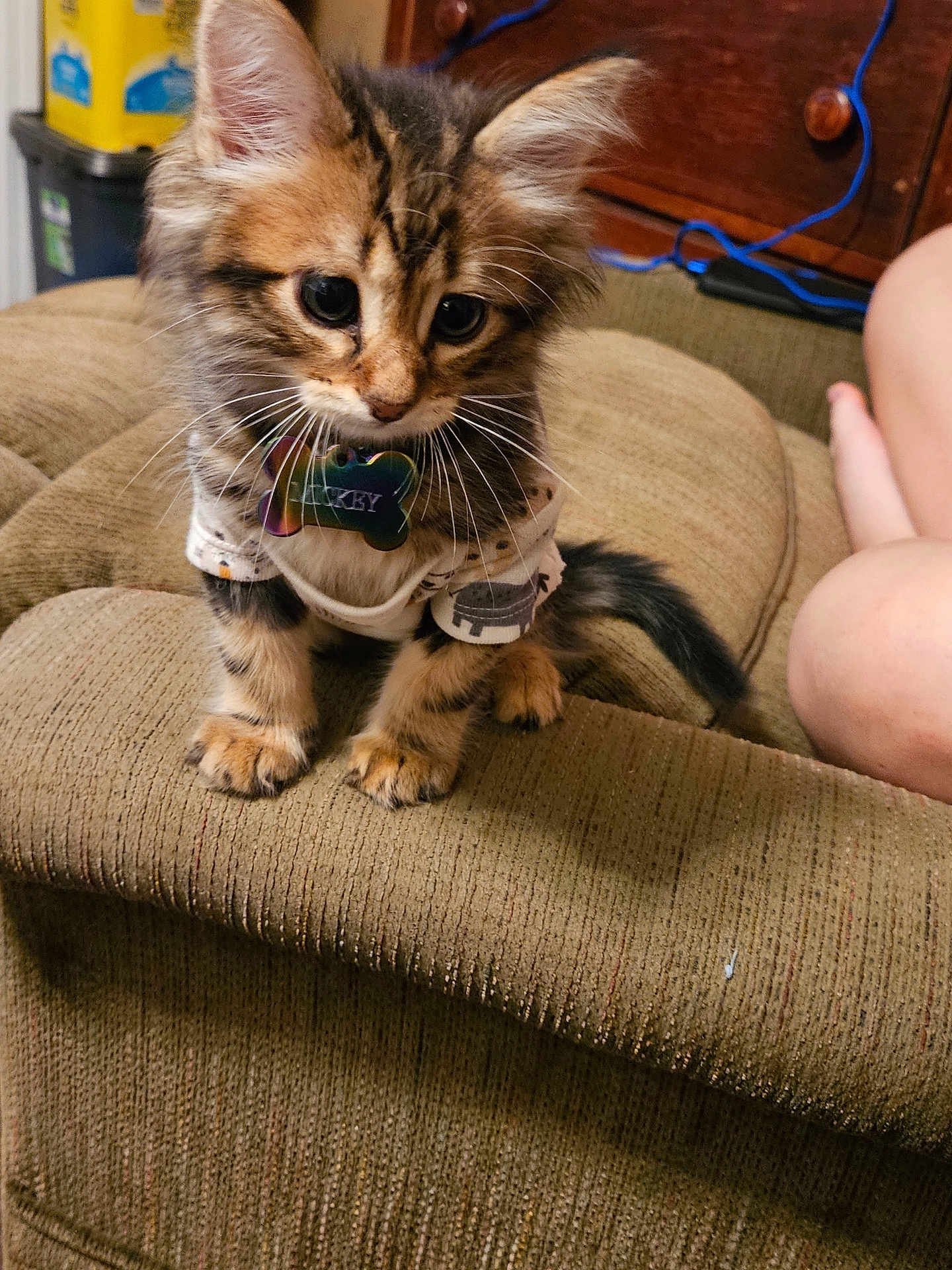 Mickey Bell Holland is registered to the contest to win money with this photo: kitten, cat, pet, furry, cute, couch, indoor, collar, tag, small, curious, feline, young, animal, domestic, soft, whiskers, brown, striped, cozy