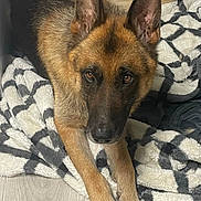 Bear is registered to the contest to win money with this photo: dog, german_shepherd, pet, animal, lying_down, blanket, brown, black, ears, paws, fur, floor, indoor, looking_up, cozy, domestic, canine, companion, resting, cute