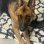 dog, german_shepherd, pet, animal, lying_down, blanket, brown, black, ears, paws, fur, floor, indoor, looking_up, cozy, domestic, canine, companion, resting, cute