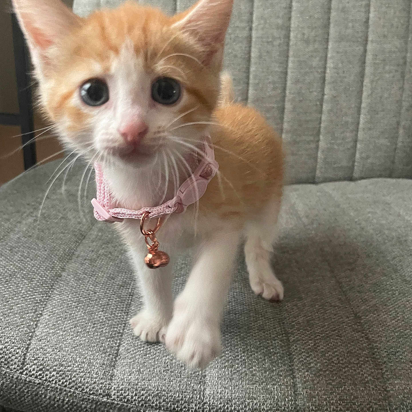 Princess Pumpkin