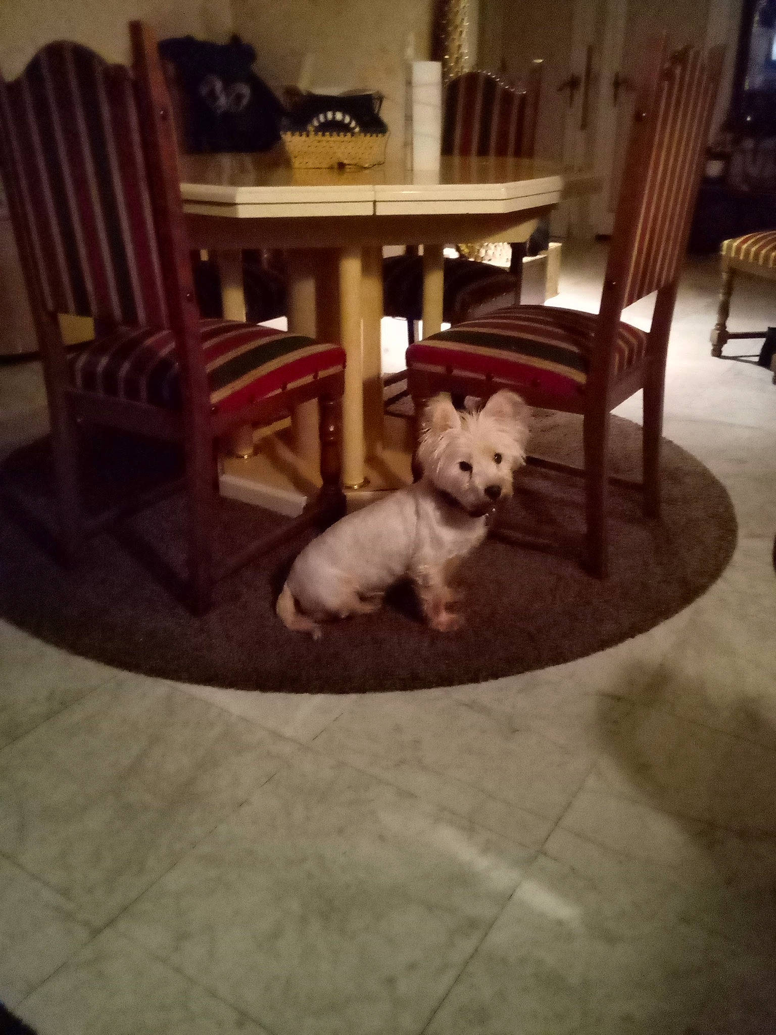 Framboise participe au concours pour gagner de l'argent avec cette photo : carnivore, chair, comfort, companion_dog, couch, dog, dog_breed, fawn, felidae, floor, flooring, furniture, hardwood, house, interior_design, living_room, table, tail, toy_dog, wood