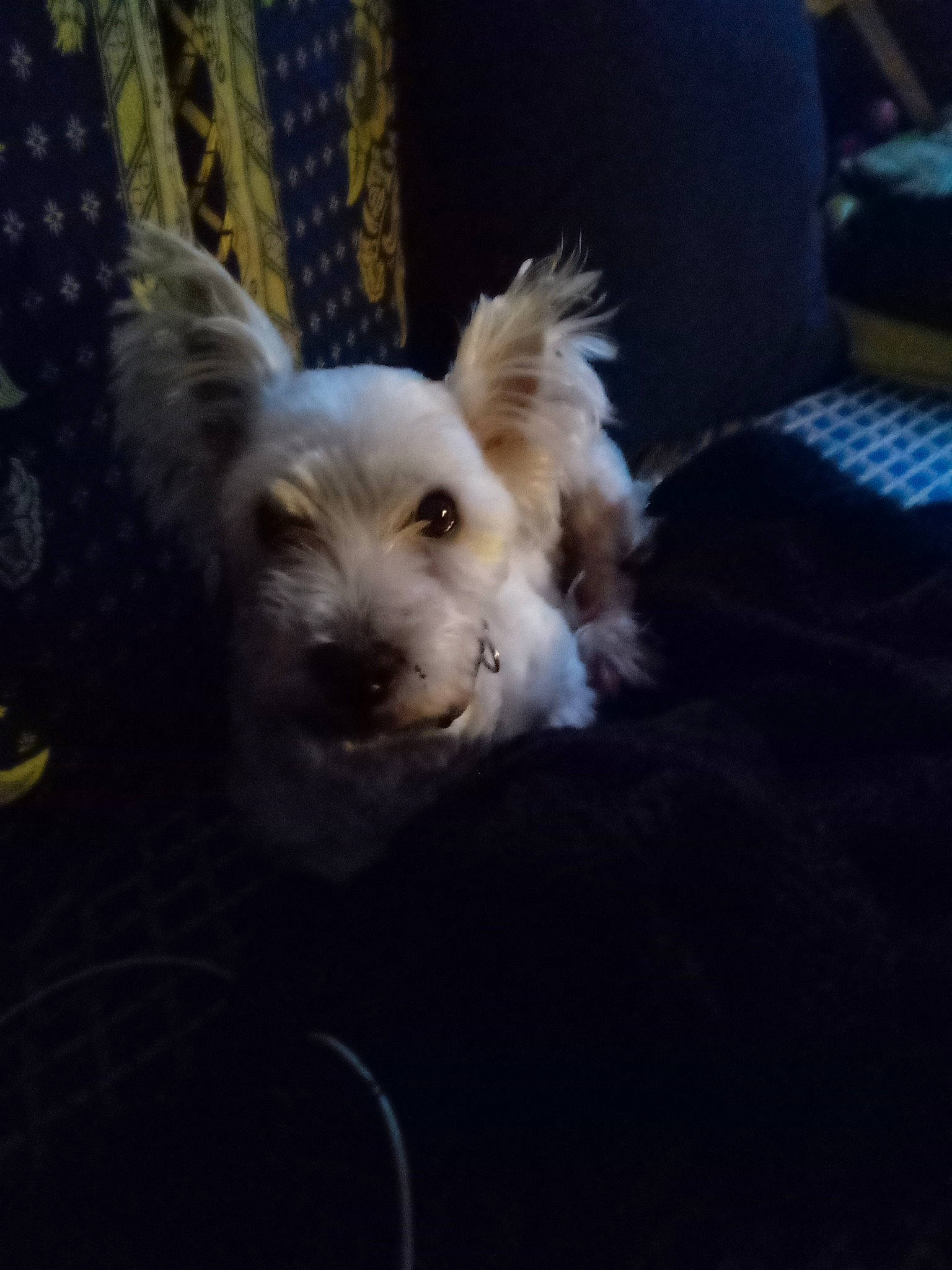 Framboise participe au concours pour gagner de l'argent avec cette photo : australian_terrier, canidae, carnivore, cloud, comfort, companion_dog, couch, dog, dog_breed, fawn, fur, non_sporting_group, puppy, small_terrier, snout, sporting_group, tail, terrier, toy_dog, whiskers