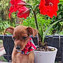 adorable, bandana, calm, colorful, cute, dog, flower_pot, garden, greenery, leaf, marble_surface, nature, outdoor, pet, plant, puppy, red_flower, sitting, small_dog, young_dog