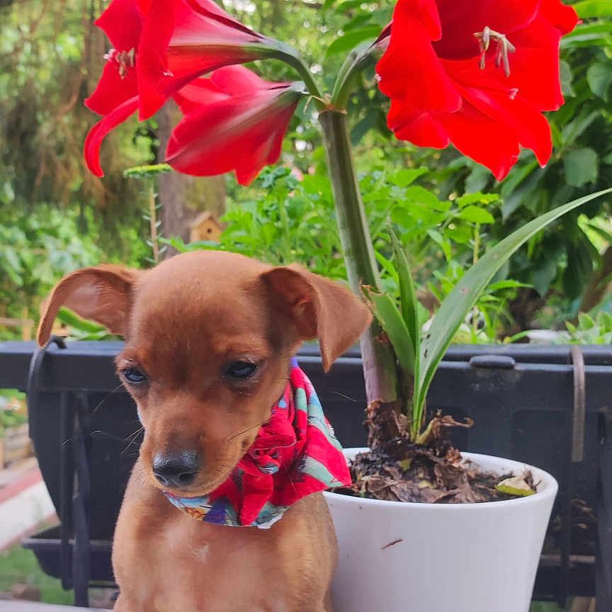 Vanille a rejoint le concours — aidez-le/la à gagner de superbes lots ! adorable, bandana, calm, colorful, cute, dog, flower_pot, garden, greenery, leaf, marble_surface, nature, outdoor, pet, plant, puppy, red_flower, sitting, small_dog, young_dog