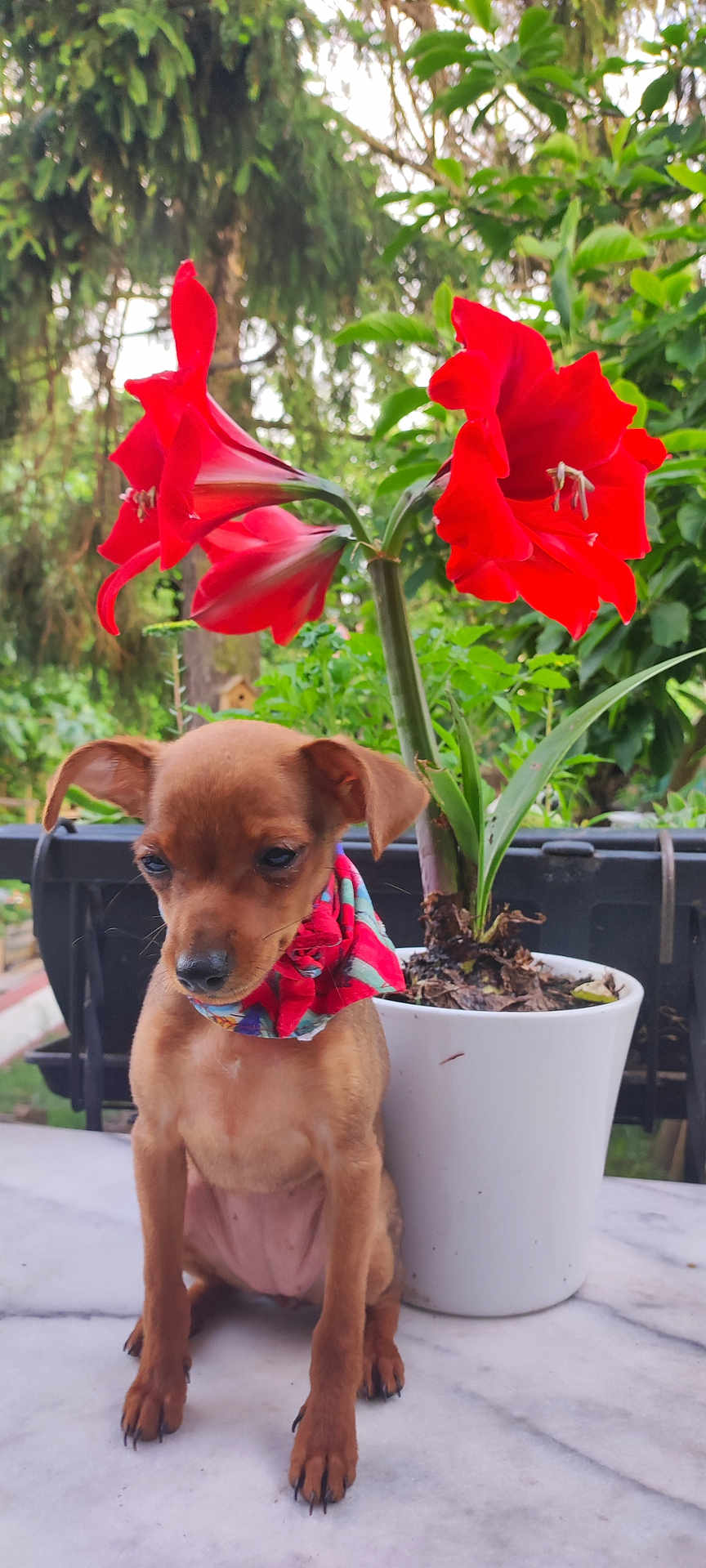 Vanille a rejoint le concours — aidez-le/la à gagner de superbes lots ! puppy, dog, bandana, flower_pot, red_flower, plant, greenery, outdoor, marble_surface, pet, small_dog, nature, leaf, garden, cute, sitting, adorable, young_dog, calm, colorful