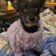 Baby Ruth joined the competition — help win amazing prizes! dog, small_dog, black_dog, fuzzy_sweater, purple_sweater, blanket, blue_blanket, quilt, indoor, pet, cute, cozy, fur, ears, eyes, sitting, curious, home, comfort, animal