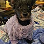 dog, small_dog, black_dog, fuzzy_sweater, purple_sweater, blanket, blue_blanket, quilt, indoor, pet, cute, cozy, fur, ears, eyes, sitting, curious, home, comfort, animal
