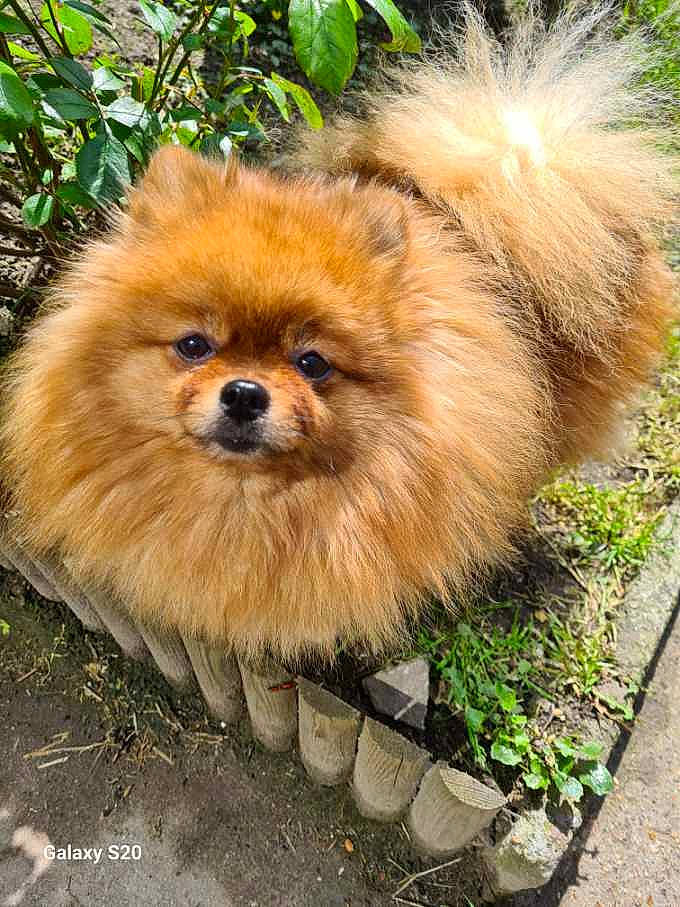 Phanae participe au concours pour gagner de l'argent avec cette photo : canidae, carnivore, companion_dog, dog, dog_breed, fawn, fur, german_spitz, german_spitz_klein, german_spitz_mittel, grass, liver, plant, snout, spitz, sporting_group, terrestrial_animal, toy_dog, wildlife, working_animal