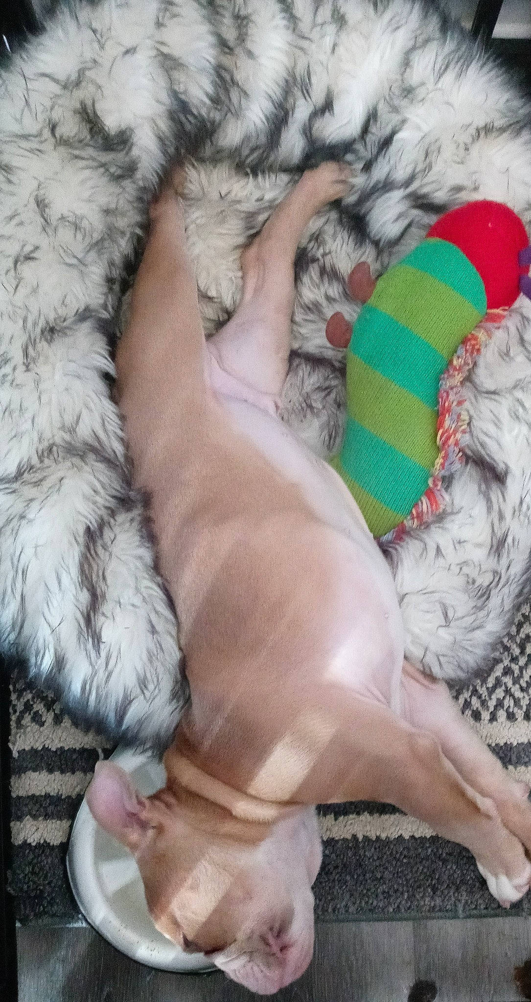 Comet Tater Tot is registered to the contest to win money with this photo: canidae, carnivore, claw, comfort, companion_dog, dog_breed, fawn, felidae, foot, fur, gesture, human_leg, nap, paw, sleep, small_to_medium_sized_cats, snout, sporting_group, tail, whiskers