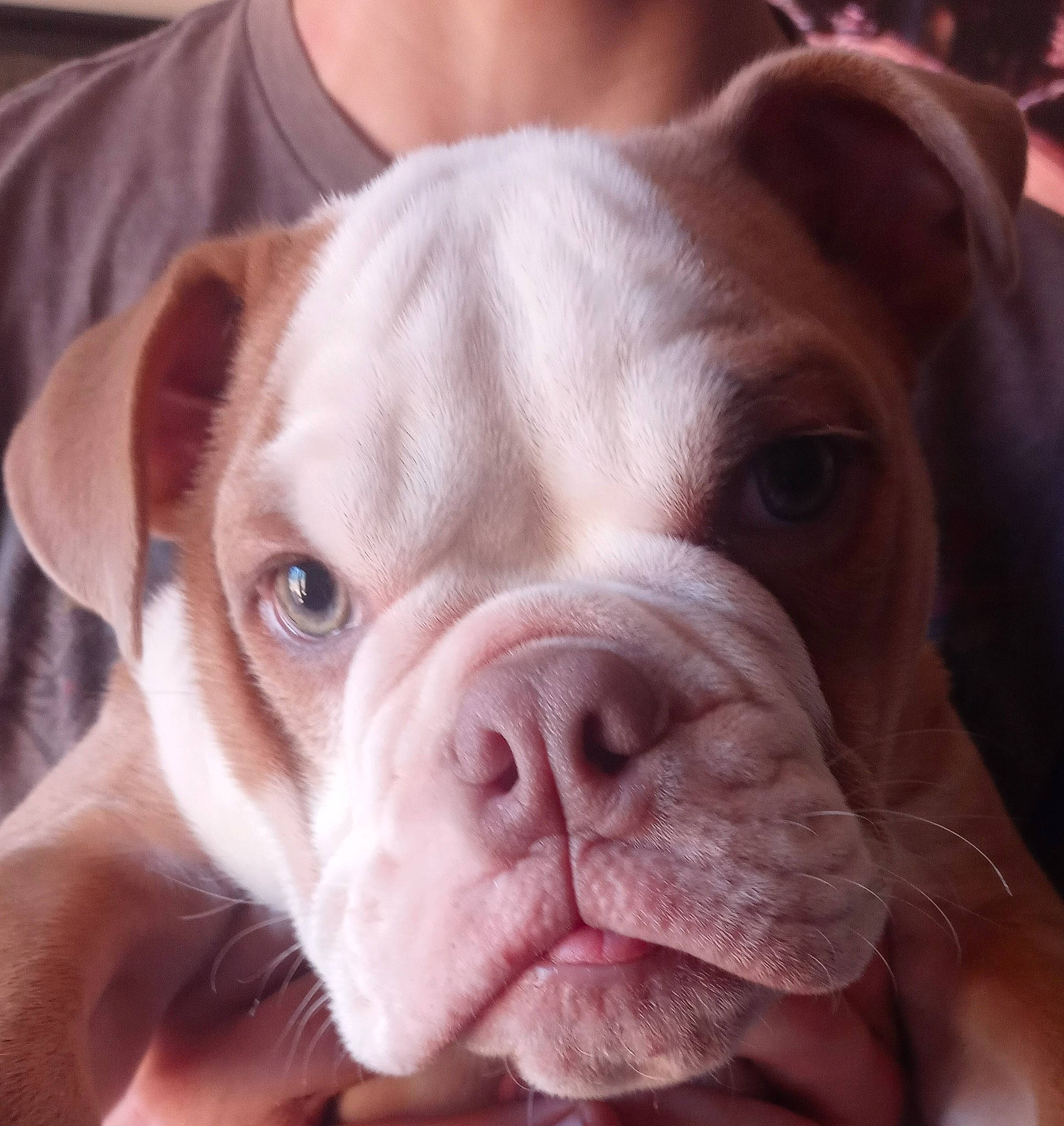 Comet Tater Tot is registered to the contest to win money with this photo: canidae, carnivore, close_up, companion_dog, dog, dog_breed, dog_collar, ear, eye, fawn, human_body, iris, jaw, liver, mammal, snout, sporting_group, whiskers, working_animal, wrinkle