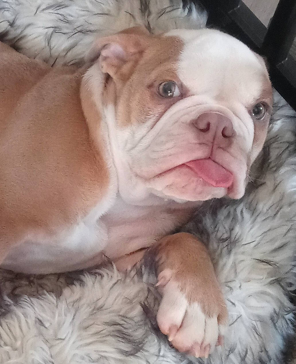 Comet Tater Tot joined the competition — help win amazing prizes! bulldog, canidae, carnivore, comfort, companion_dog, dog, dog_breed, fawn, fur, natural_material, peach, snout, sporting_group, terrestrial_animal, toy_dog, whiskers, white, white_english_bulldog, wood, wrinkle