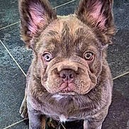 Bruno is registered to the contest to win money with this photo: french_bulldog, puppy, dog, pet, ears, floor, tile, cute, animal, mammal, looking_up, indoor, young, small_dog, fur, face, canine, companion, adorable, sitting