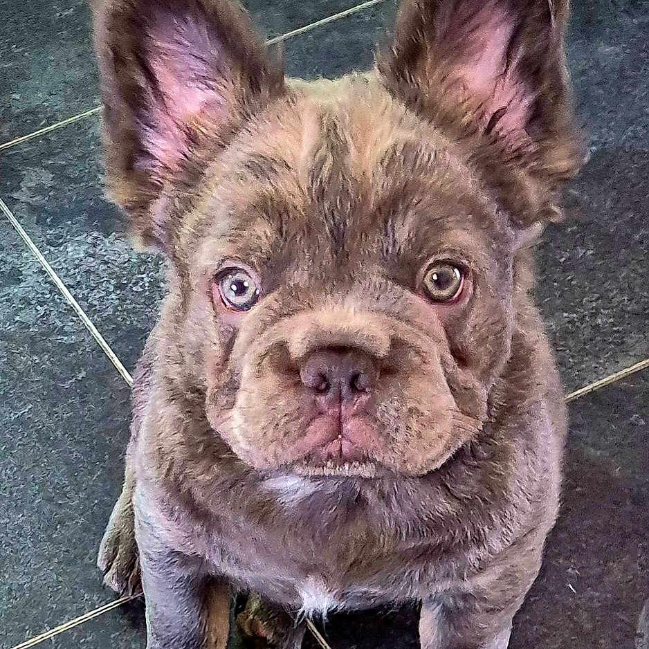 Bruno is registered to the contest to win money with this photo: adorable, animal, canine, companion, cute, dog, ears, face, floor, french_bulldog, fur, indoor, looking_up, mammal, pet, puppy, sitting, small_dog, tile, young