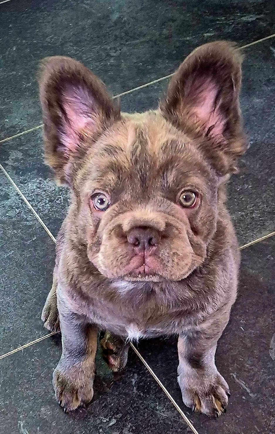 Bruno is registered to the contest to win money with this photo: french_bulldog, puppy, dog, pet, ears, floor, tile, cute, animal, mammal, looking_up, indoor, young, small_dog, fur, face, canine, companion, adorable, sitting