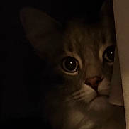 Patches joined the competition — help win amazing prizes! cat, animal, pet, dark, shadow, peeking, curious, face, whiskers, ears, feline, closeup, mystery, noir, soft_light, indoor, cute, portrait, alert, quiet