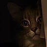 cat, animal, pet, dark, shadow, peeking, curious, face, whiskers, ears, feline, closeup, mystery, noir, soft_light, indoor, cute, portrait, alert, quiet