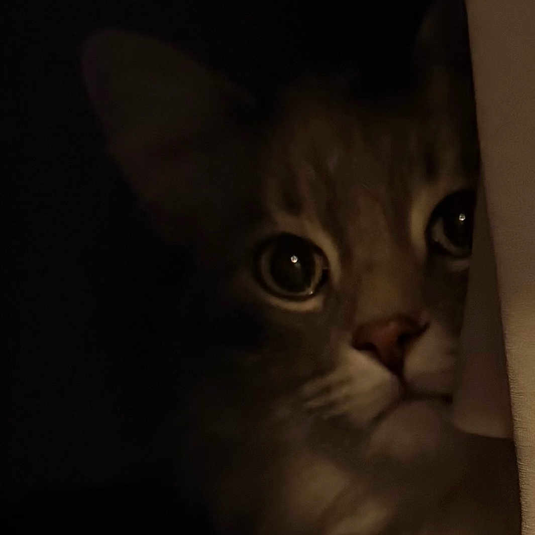 Patches joined the competition — help win amazing prizes! cat, animal, pet, dark, shadow, peeking, curious, face, whiskers, ears, feline, closeup, mystery, noir, soft_light, indoor, cute, portrait, alert, quiet