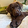 bed, blanket, brown_fur, chocolate_labrador, close_up, cute, dog, eyes, face, floppy_ears, houseplant, indoors, lying_down, nose, paw, pet, portrait, puppy, relaxed, soft_lighting