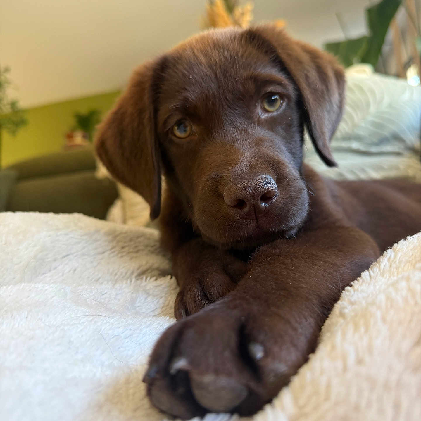 Buddy