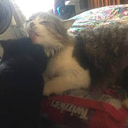 Brownie joined the competition — help win amazing prizes! animal, bed, black_cat, blanket, blurred, candid, cat, closeup, cozy, domestic, fan, feline, fur, furniture, grey_cat, indoor, pet, resting, snuggling, two_animals